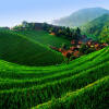 Jinken Rice Fields 