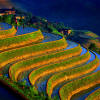 Jinkeng Rice Fields