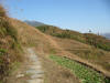 Jinken Rice Fields 