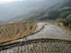 Jinken Rice Fields 