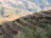 Jinken Rice Fields 