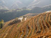 Jinkeng Rice Fields