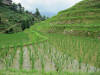 Rice Field in Summer